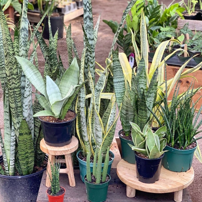 Сансевиерия клеопатра