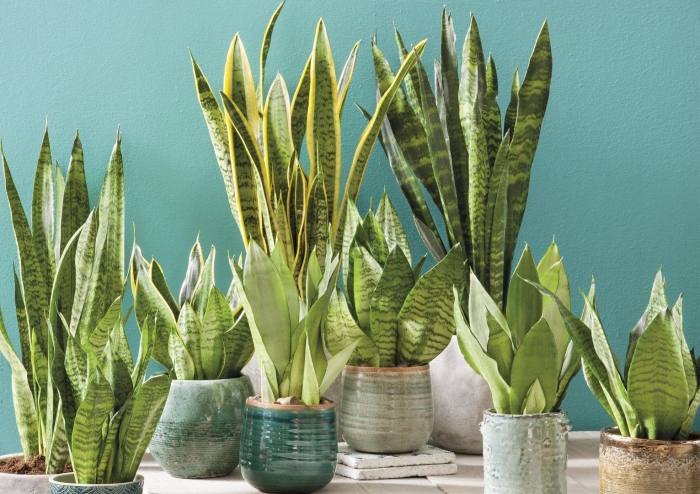 Сансевиерия футура суперба