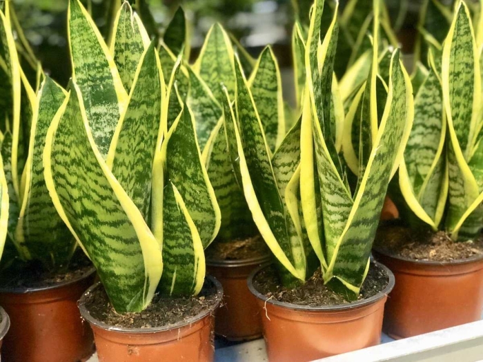 Сансевиерия лауренти футура