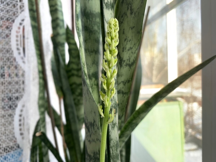 Цветение щучьего хвоста