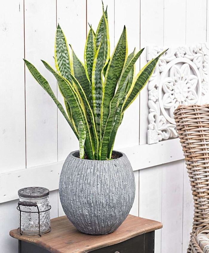 Sansevieria laurentii