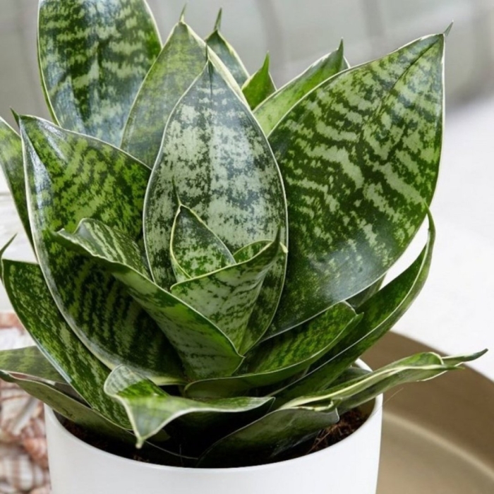 Сансевиерия ханни