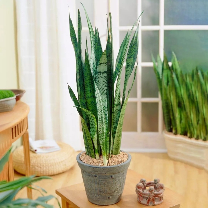 Сансевиерия щучий хвост