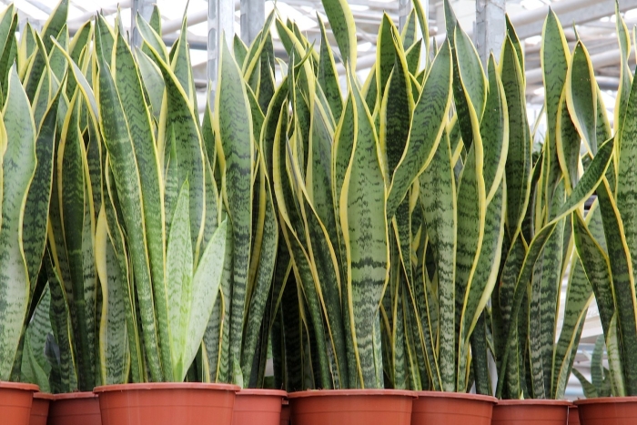 Sansevieria trifasciata
