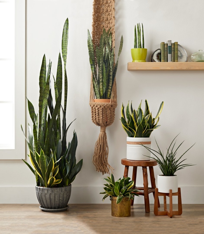Ideas indoor plants