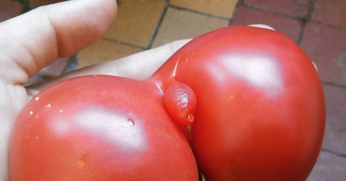 Смешной помидор