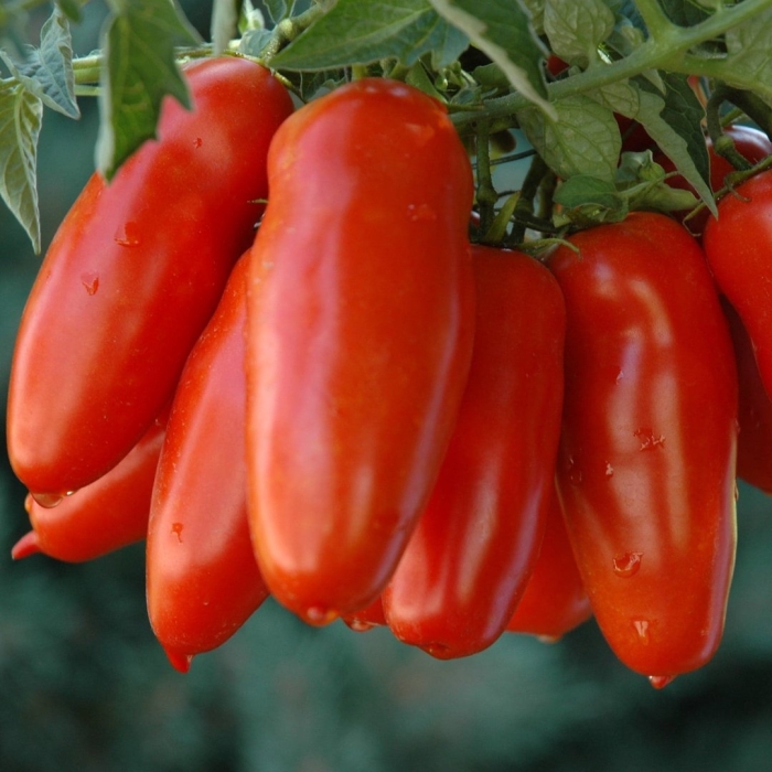 Томат сан марцано