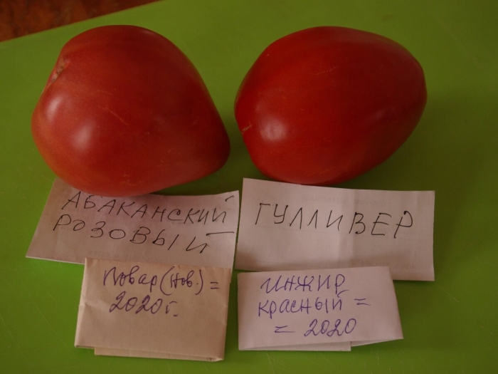 Сорт томата