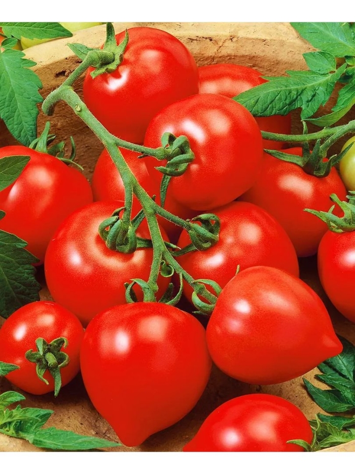 Сорт помидор любовь земная