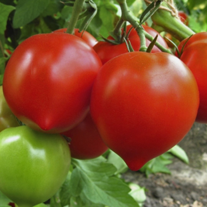 Томат дороти f1