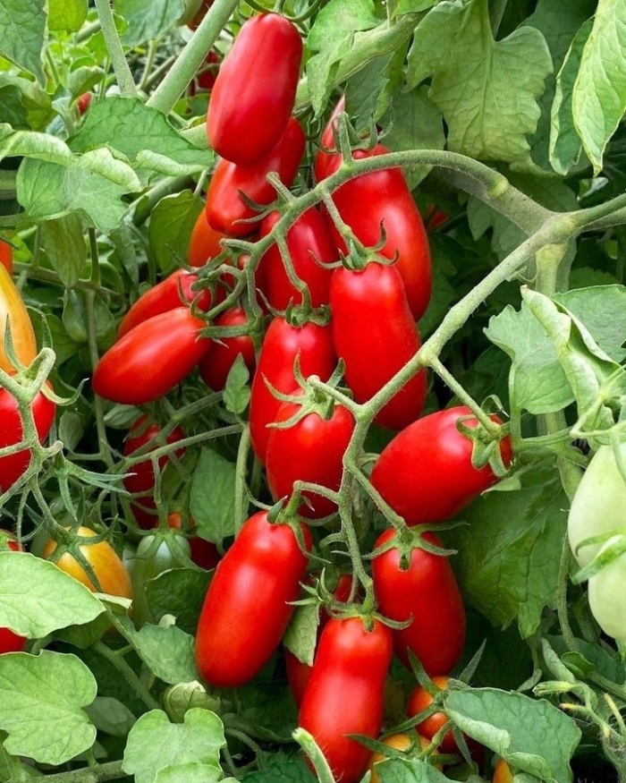 Томат уникум f1