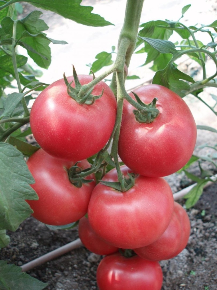 Пинк стар томат