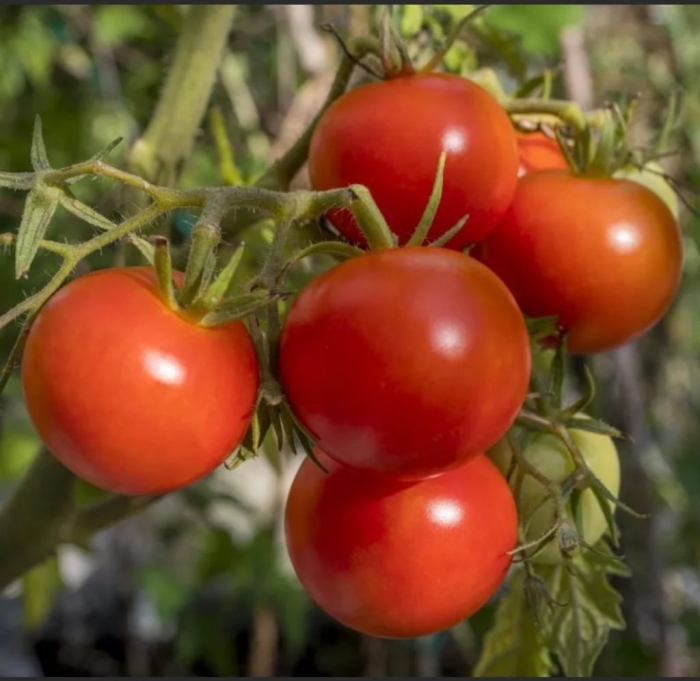 Томат полбиг f1