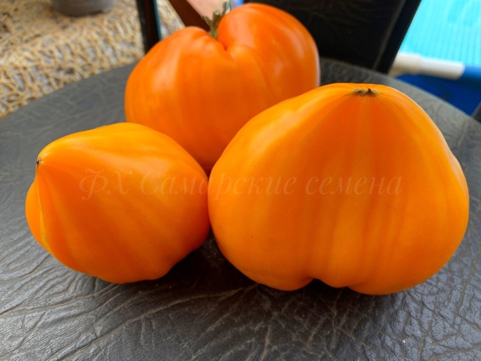 Томат желтые торбочки