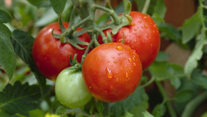 Помидор сорт