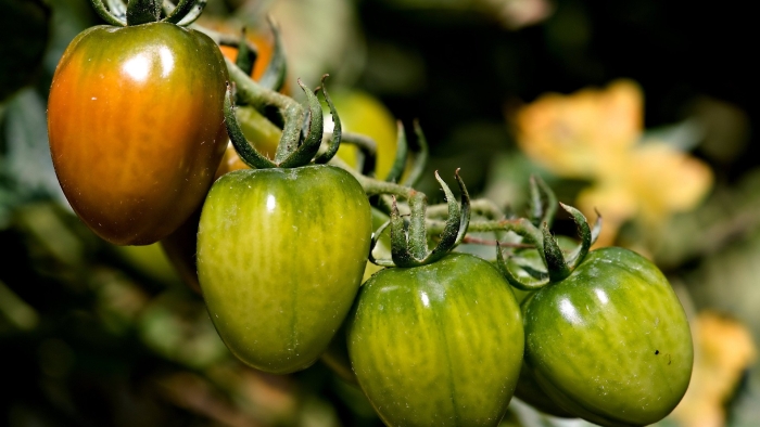Органические помидоры
