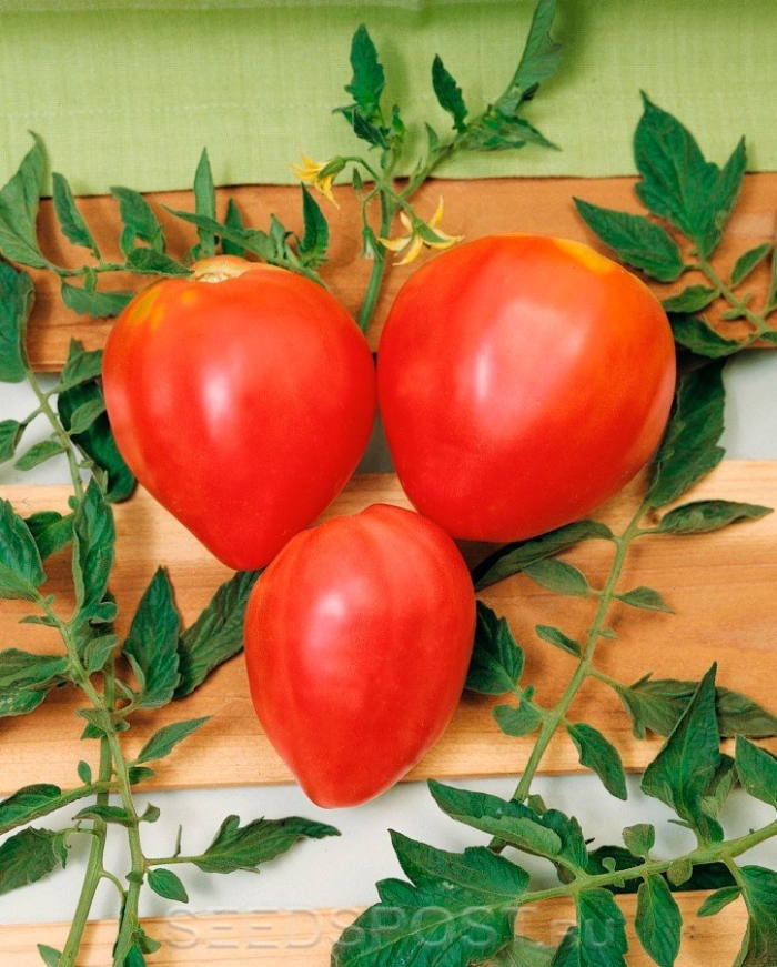 Томат вельможа