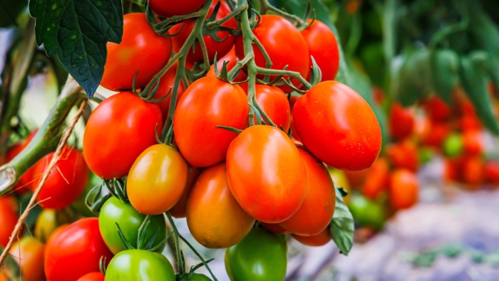 Помидор на кусте