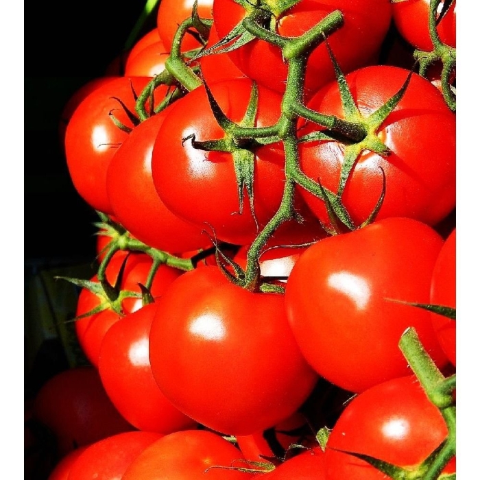 Томат ранний 83