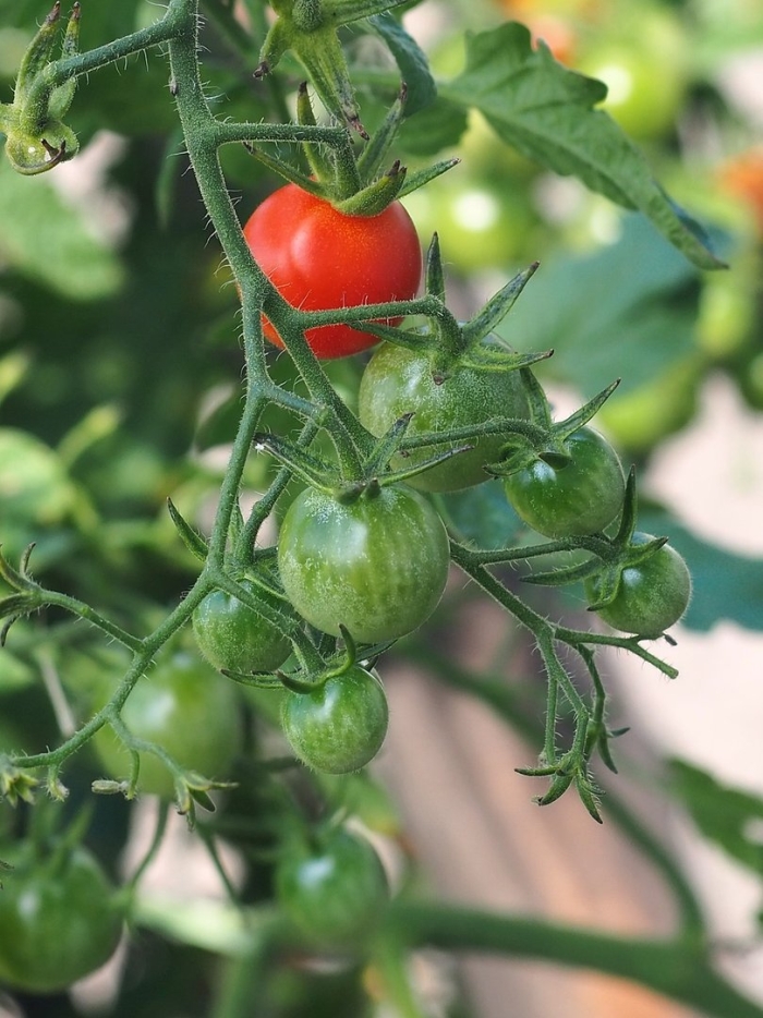 Tomato plant