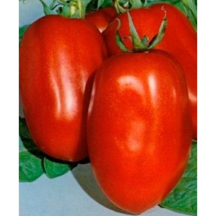 Томат диаболик