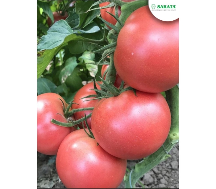 Томат пинк парадайз f1