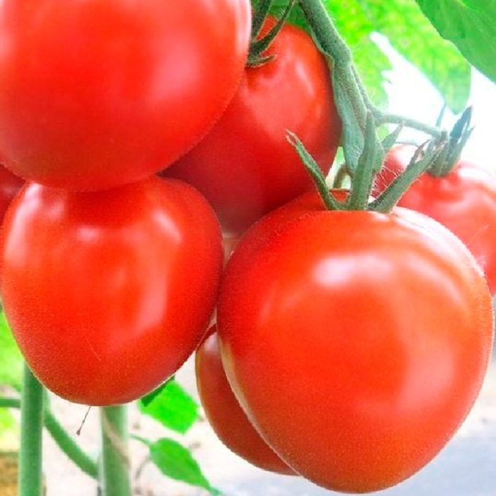 Томат кубышка семена