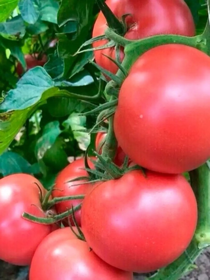 Томат пинк парадайз f1