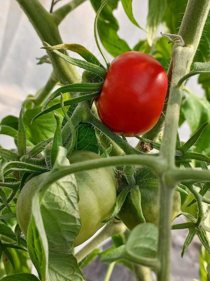 Помидоры для теплицы