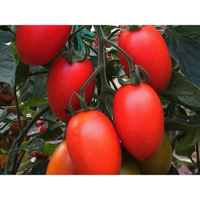 Томаты сорта