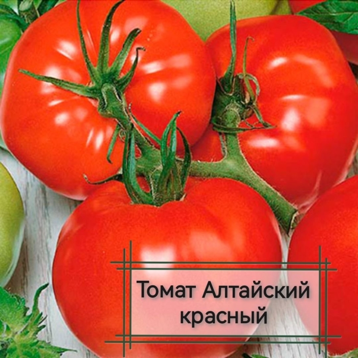 Томат алтайский красный