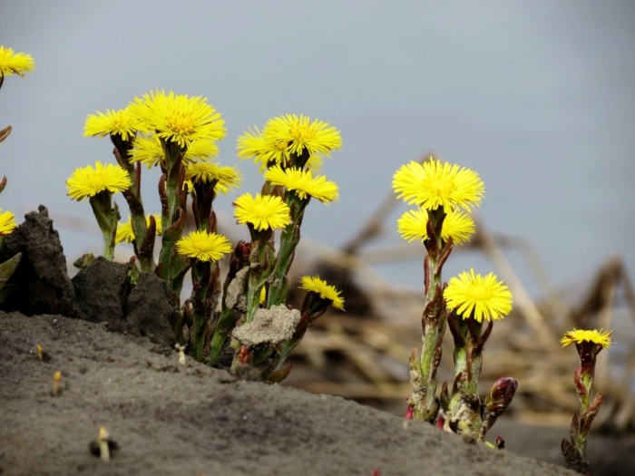 Цветок мать и мачеха