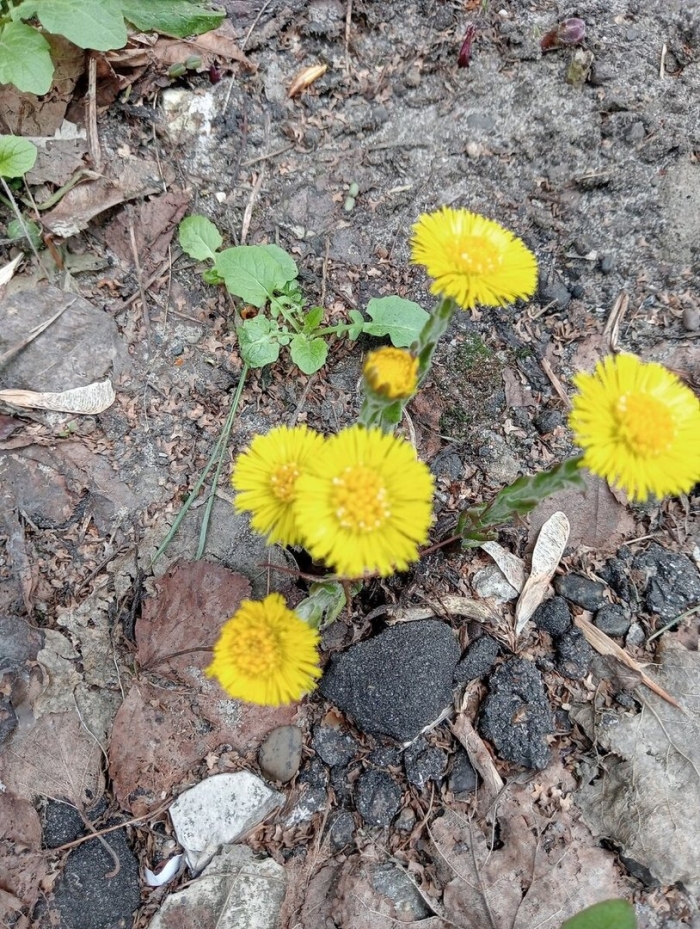 Мать и мачеха растение