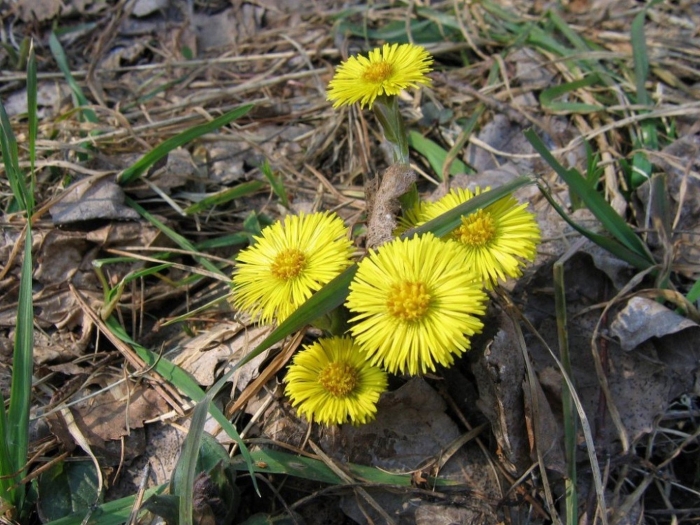 Мать и мачеха обыкновенная