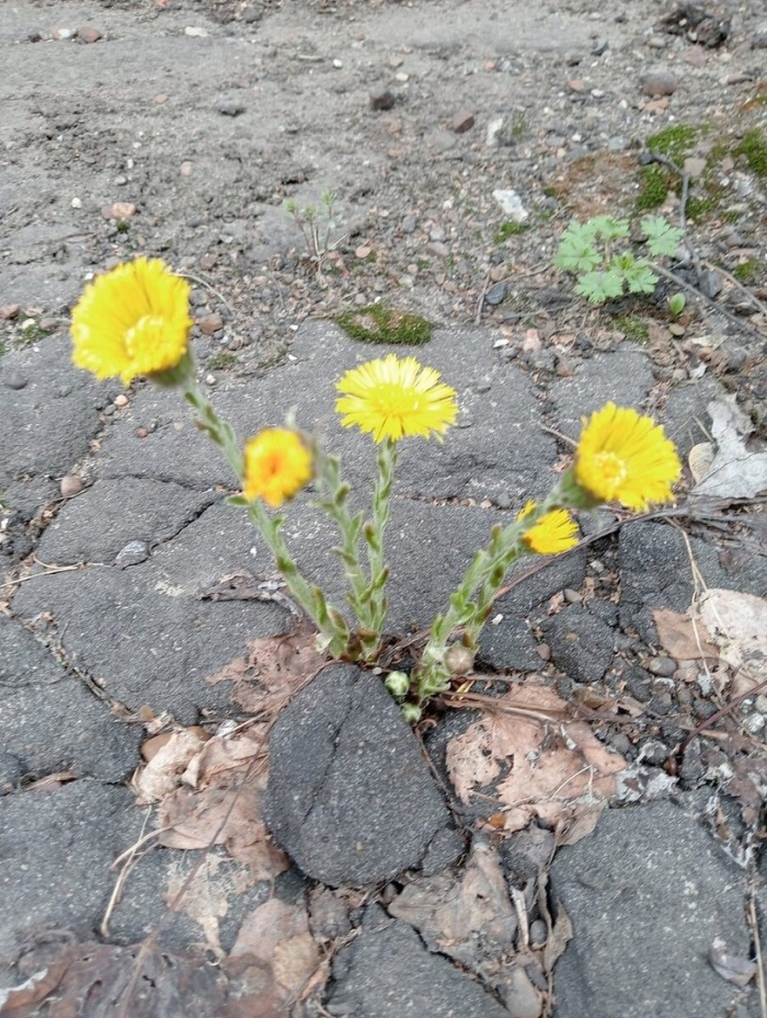 Мать и мачеха цветок