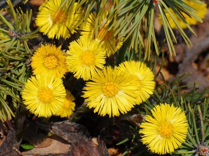 Мать и мачеха