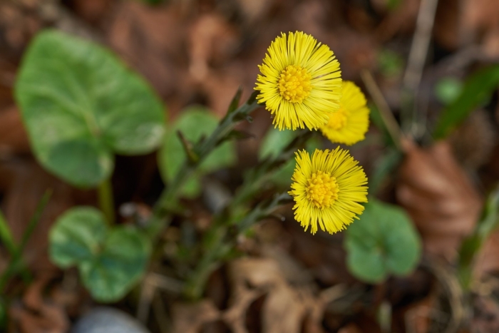 Мать и мачеха