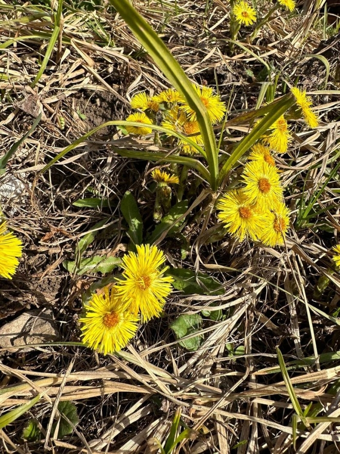 Первоцветы мать и мачеха