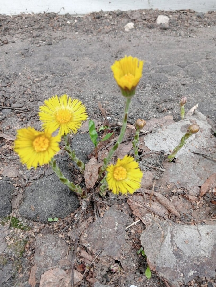 Мать и мачеха весной