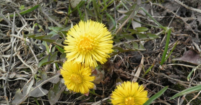 Мать и мачеха крупным планом