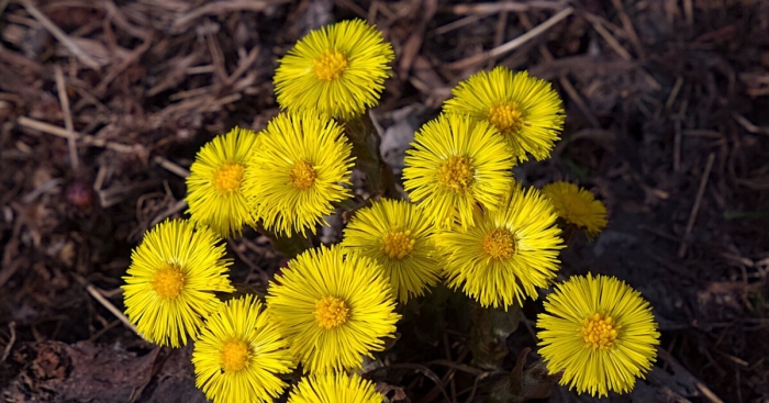 Мать и мачеха