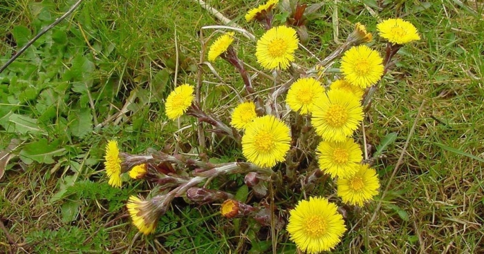 Мать и мачеха обыкновенная