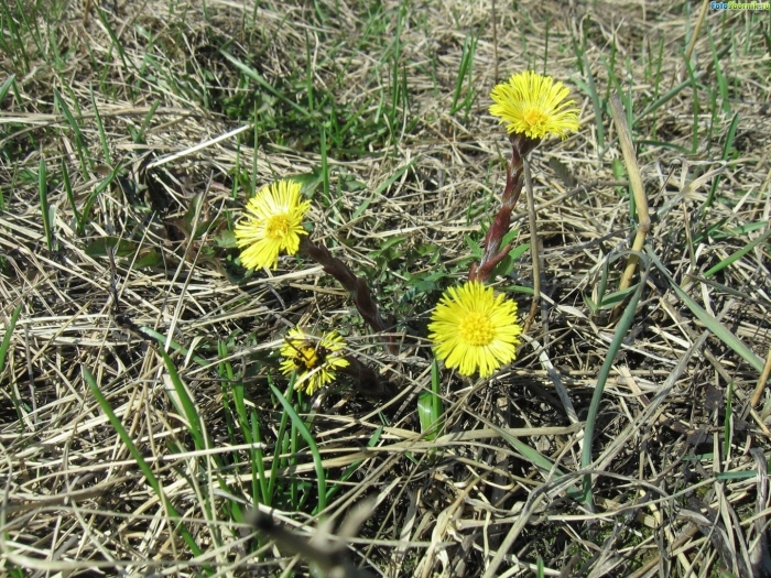 Мать мачеха цветок