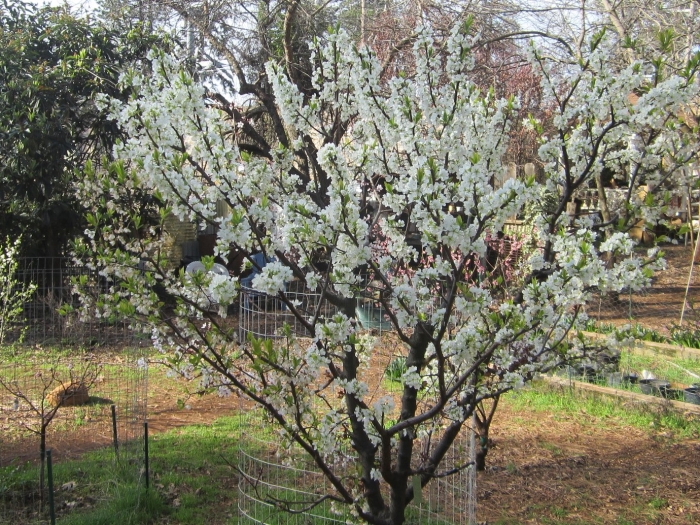 Урюк дерево цветет