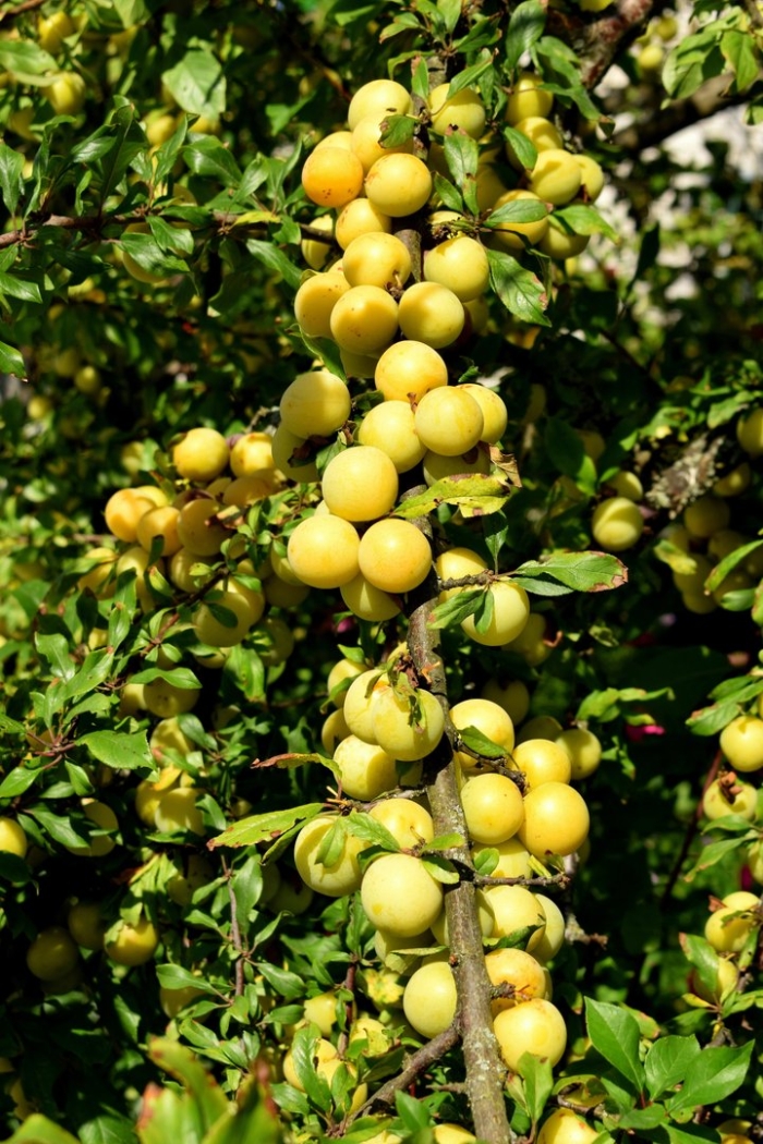 Алыча кустарник