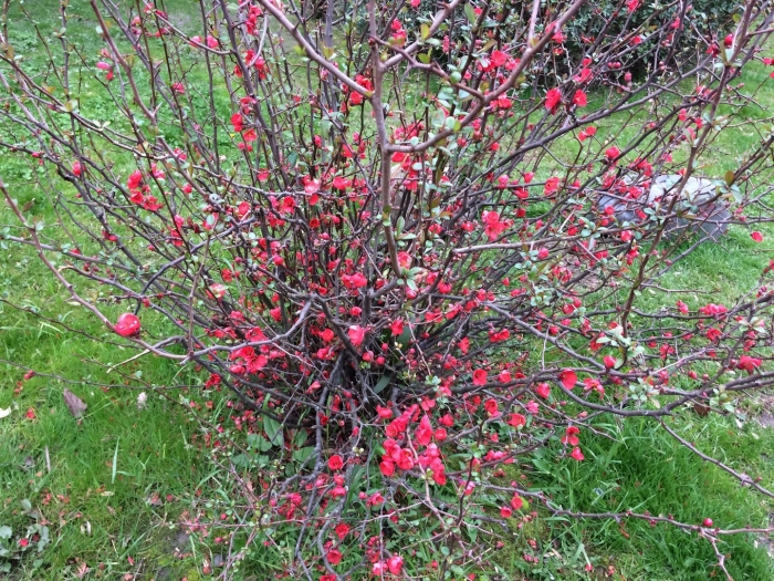 Айва хеномелес японская