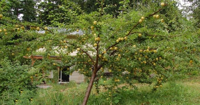 Алыча в саду