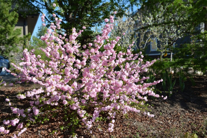 Миндаль трехлопастный луизеания