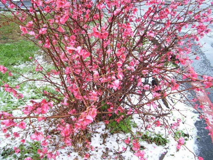 Хеномелес пинк леди