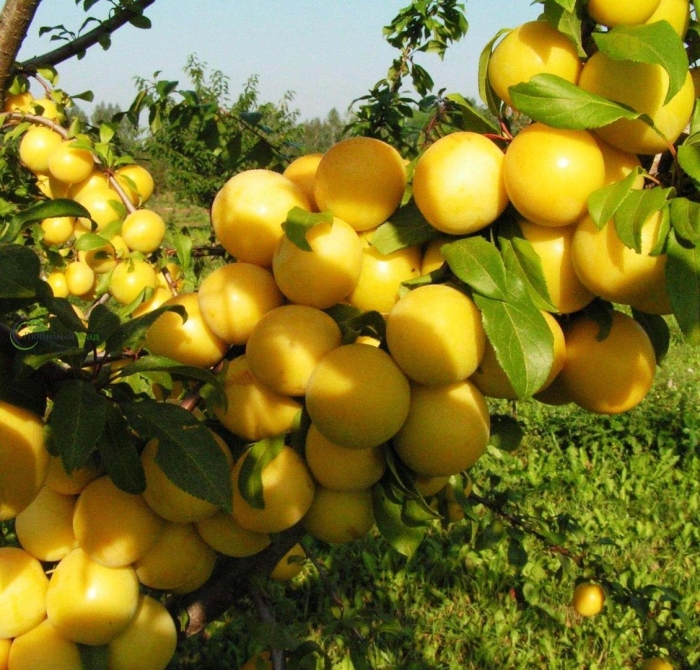 Злато скифов алыча